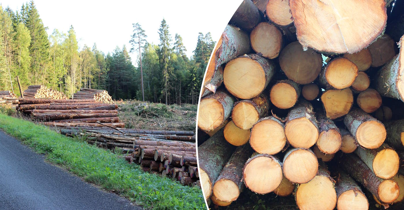 lägsta slutavverkningsålder