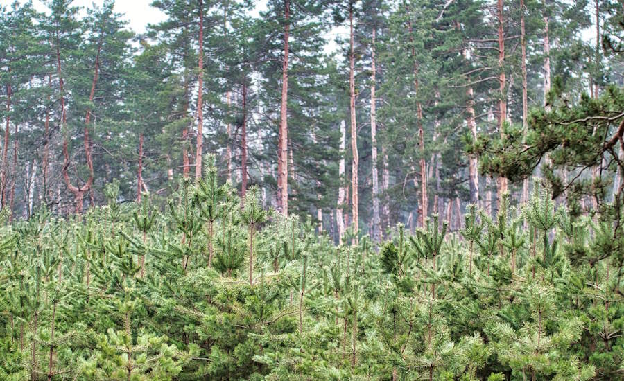 efter slutavverkning så är det av naturliga skäl viktigt att man återställer skogen igen genom återplantering