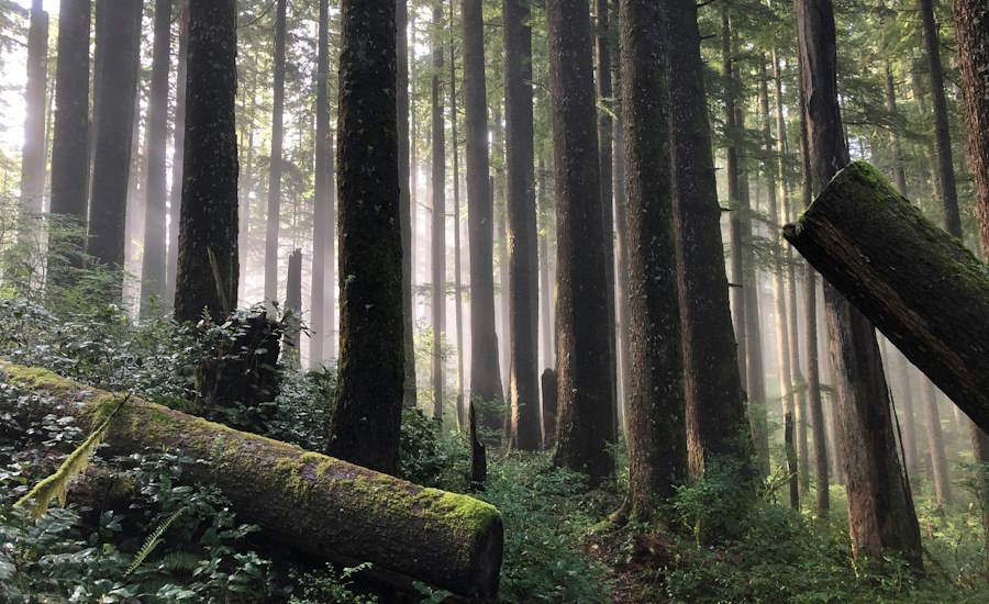 urskog dvs orörd skog får inte under några omständigheter avverkas utan skall bevaras något som ofta görs av naturreservat och nationalparker denna viktiga skog fungerar som en historiebok över naturens resa genom tiden