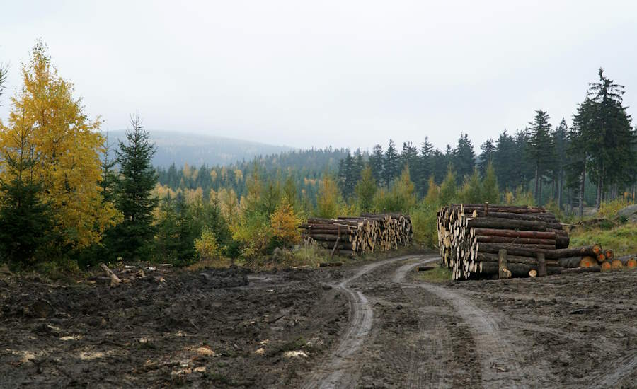 man får inte avverka skogen när den är för ung då detta stör den biologiska mångfalden samtidigt som det inte kommer ge den mängd virke som förväntas därför är det alltid viktigt att följa lägst slutavverkningsålder