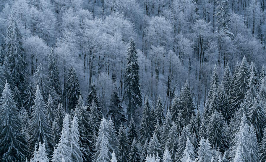 under vinterhalvåret när det råder kall väderlek så kan avverkad skog ligga kvar i uppåt ett halvår i skogen utan att ta skada