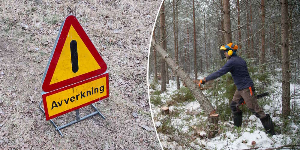 skogsröjning