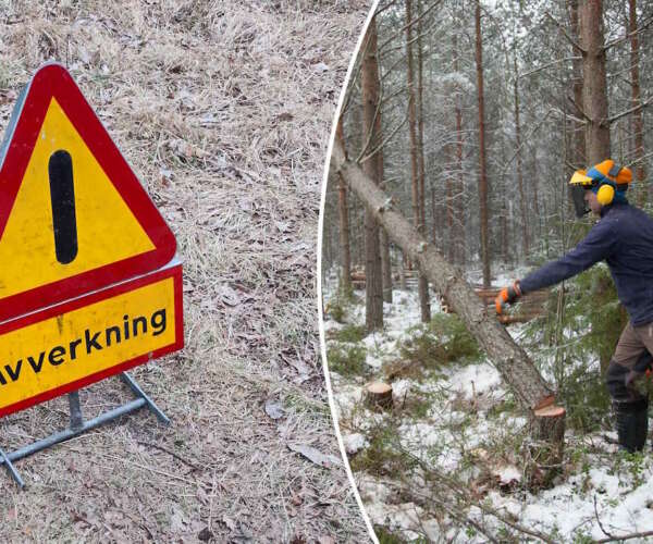 skogsröjning